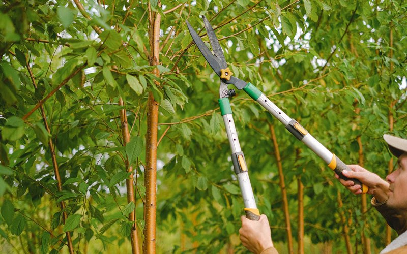 Tree trimming in Tomahawk, WI